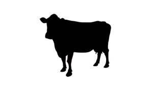 Cattle Feeds premium suppliers   India